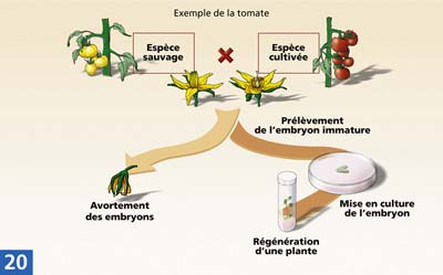 Cliquez pour agrandir