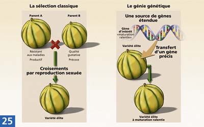 Cliquez pour agrandir